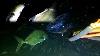 Chasse Nocturne De Poissons Sapol Ang Dalawang Trevally Dive W Xtar Mini Ds1 Beacon Light Merci Seigneur